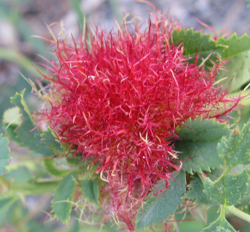 Non  un fiore: Galla di Diplolepis rosae