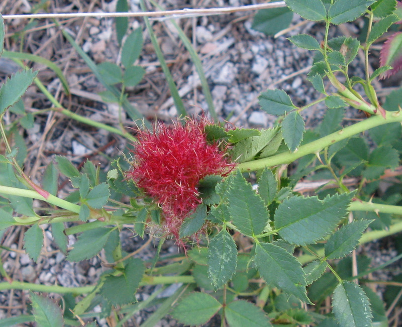 Non  un fiore: Galla di Diplolepis rosae