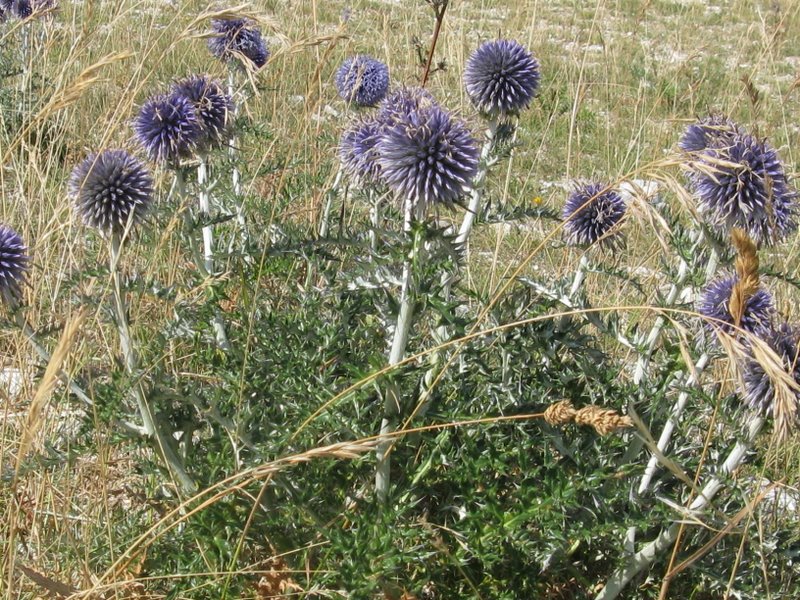 Echinops ritro / Cardo pallottola-coccodrillo