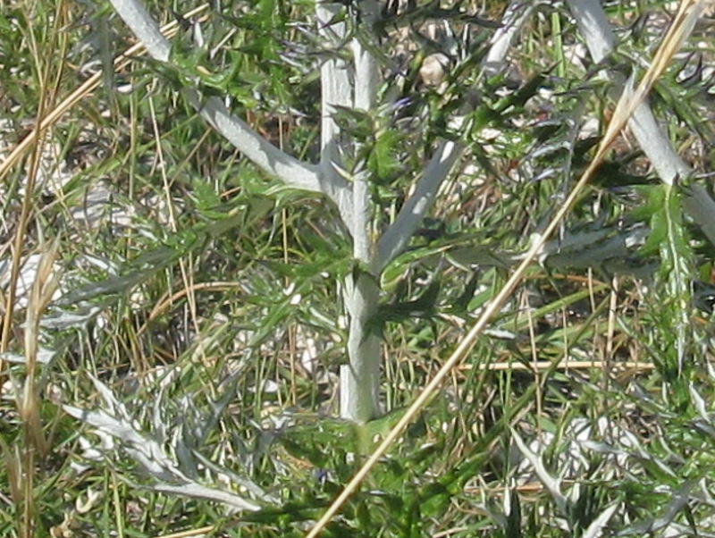 Echinops ritro / Cardo pallottola-coccodrillo