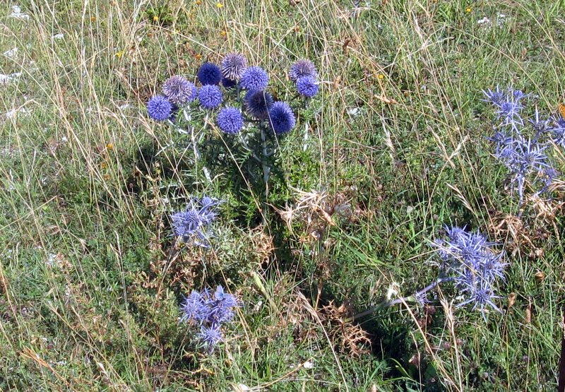 Echinops ritro / Cardo pallottola-coccodrillo