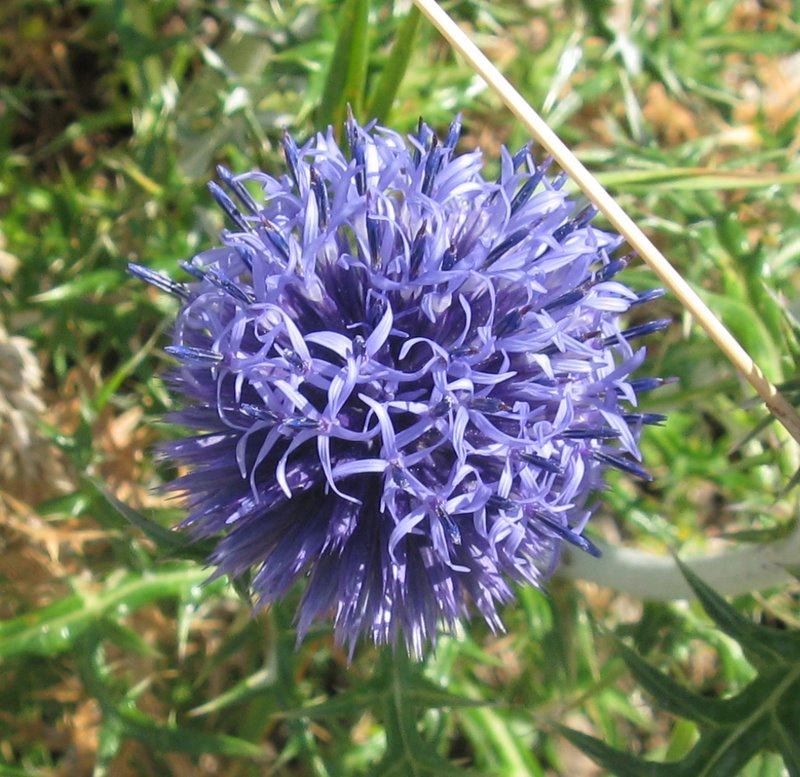 Echinops ritro / Cardo pallottola-coccodrillo