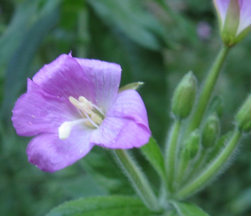 Epilobium sp.