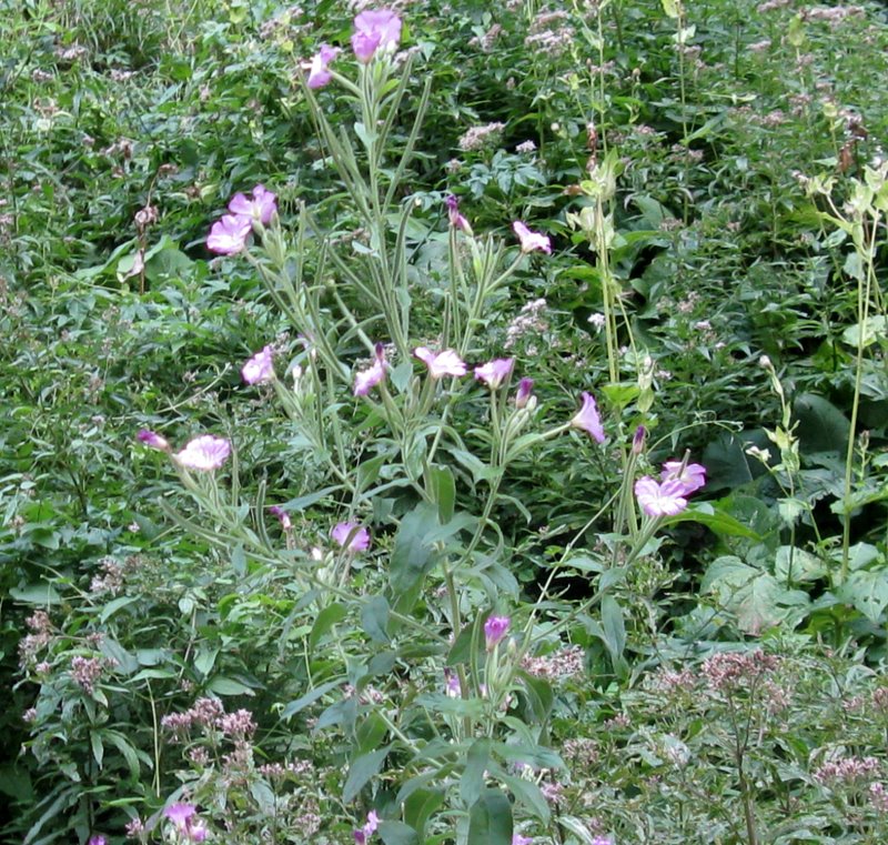 Epilobium sp.