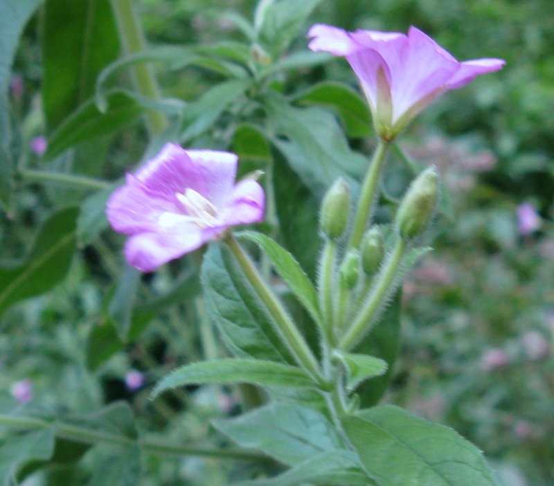 Epilobium sp.