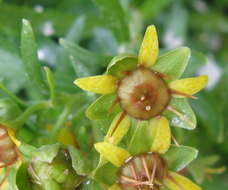 Gola dell''infernaccio - Saxifraga aizoides