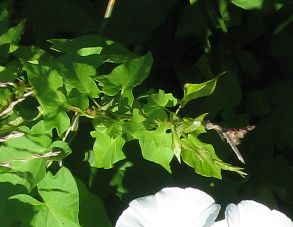 Convolvolo? - Calystegia sepium