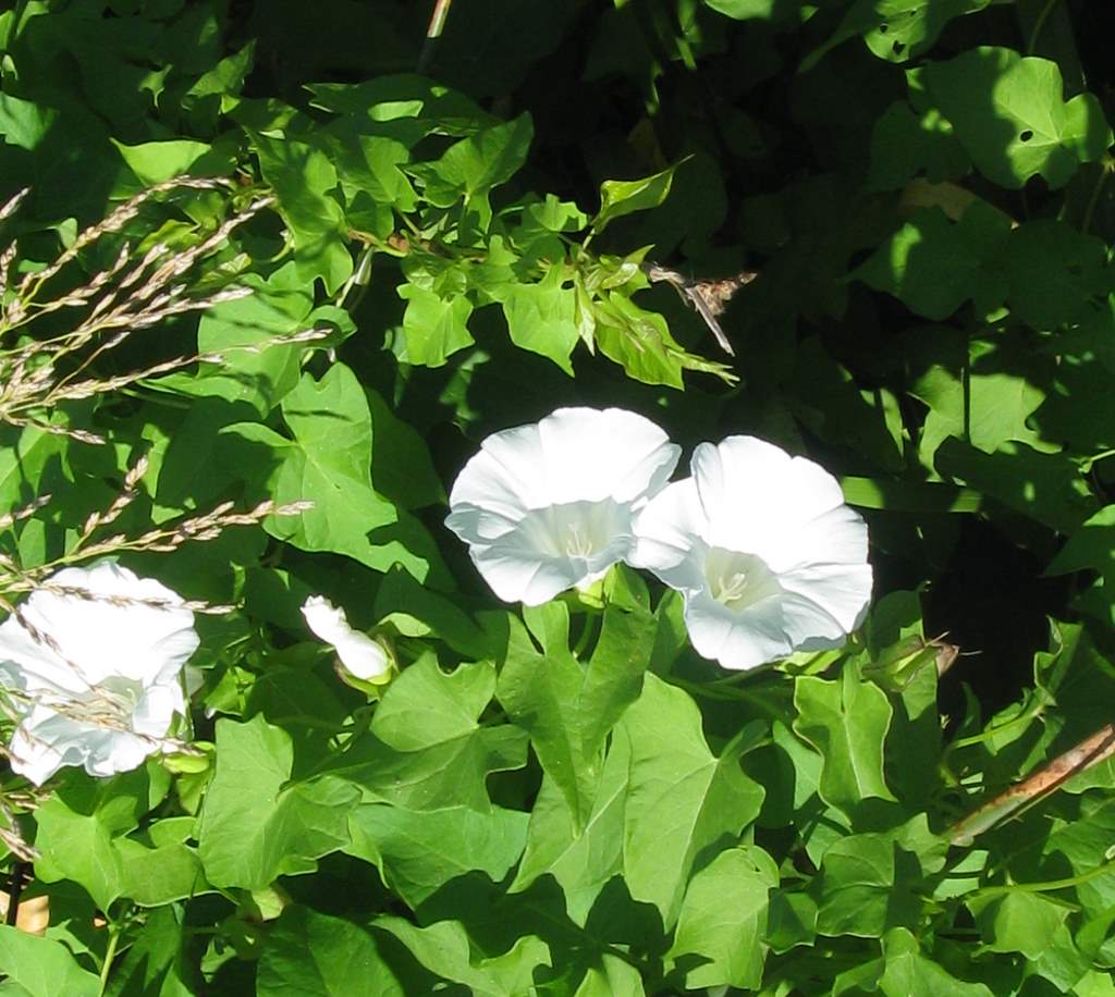 Convolvolo? - Calystegia sepium