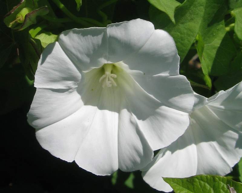 Convolvolo? - Calystegia sepium