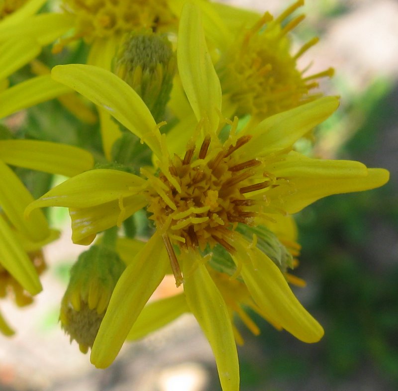 Dittrichia viscosa subsp. viscosa / Enula ceppitoni