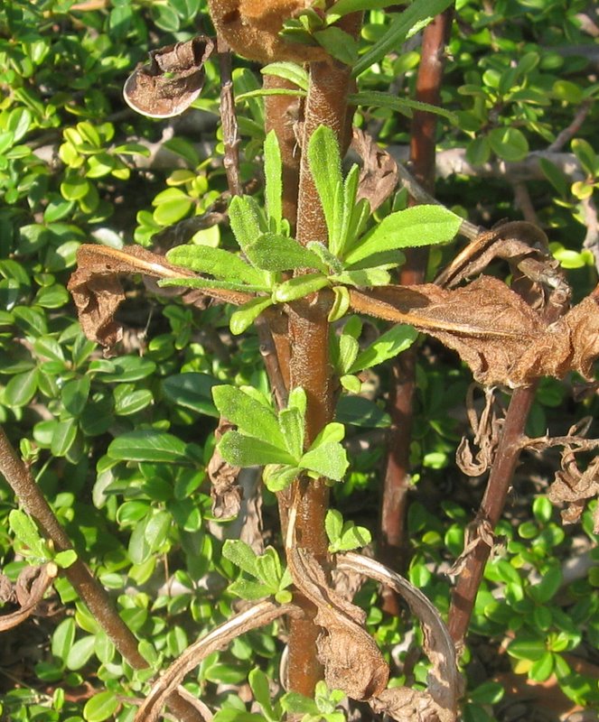 Dittrichia viscosa subsp. viscosa / Enula ceppitoni