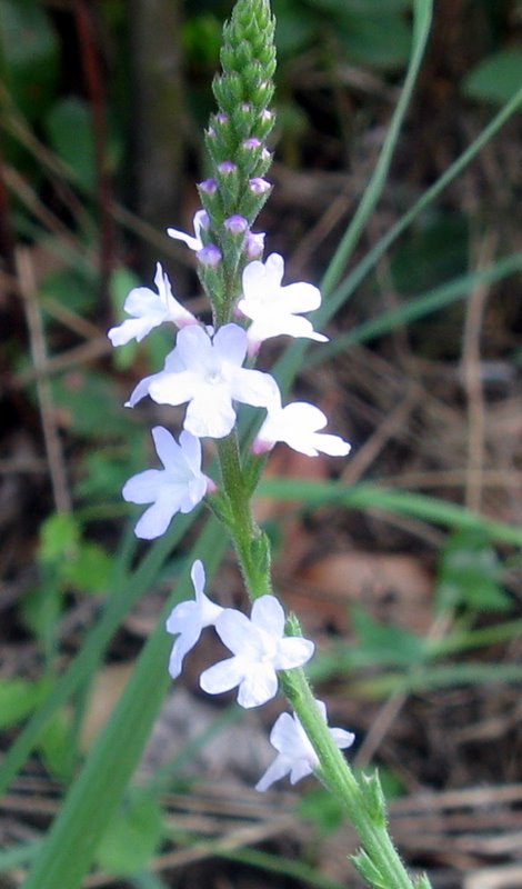 La comunissima Verbena officinalis