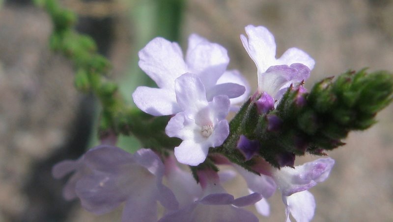 La comunissima Verbena officinalis