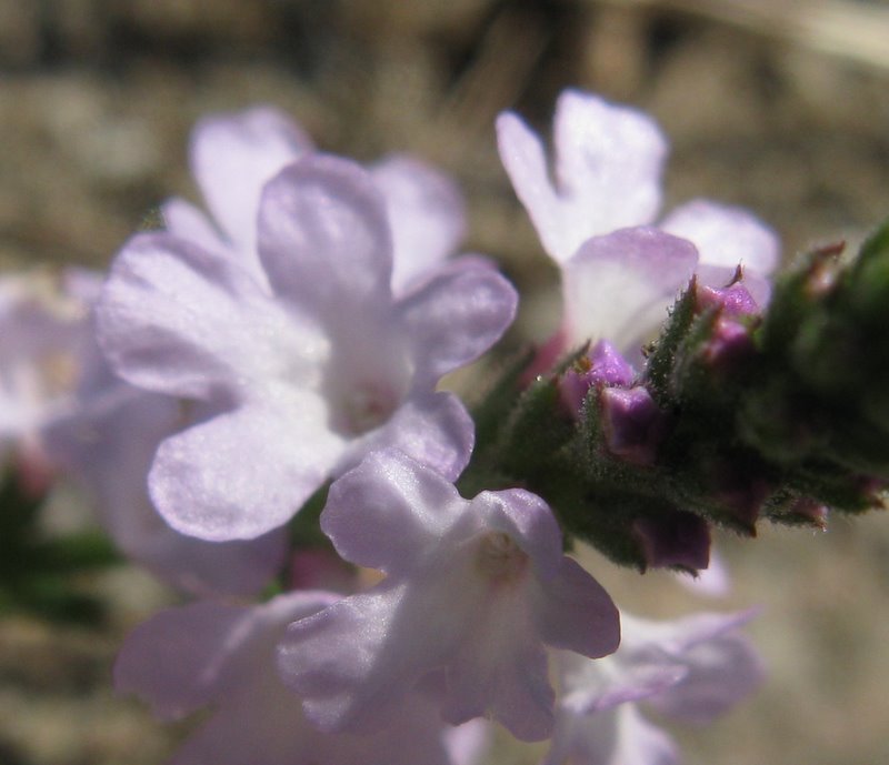 La comunissima Verbena officinalis