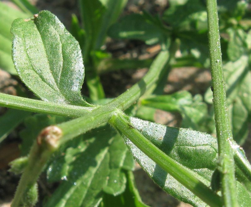 La comunissima Verbena officinalis