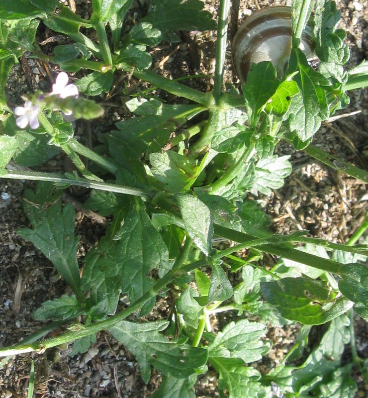 La comunissima Verbena officinalis