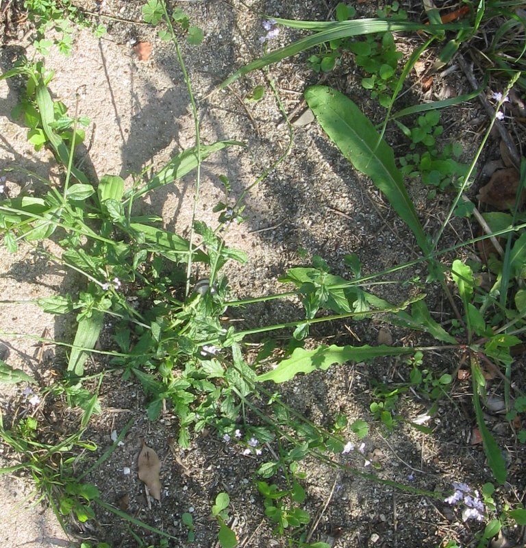 La comunissima Verbena officinalis