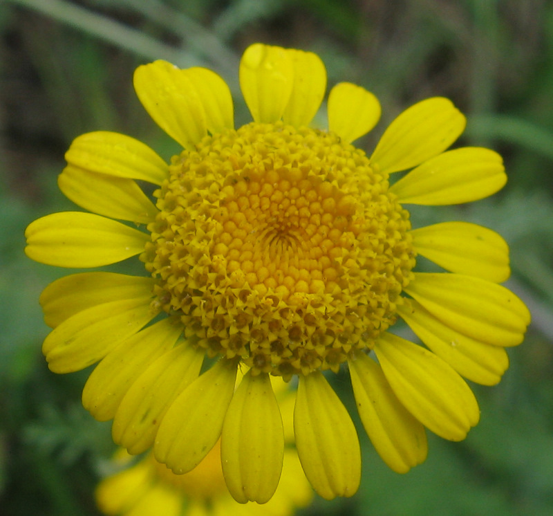 Cota tinctoria  / Camomilla per tintori