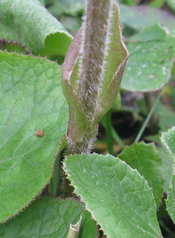 Petasites pyrenaicus (=P.fragrans) / Farfaraccio vaniglione