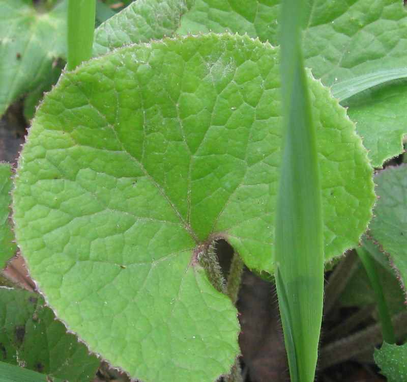 Petasites pyrenaicus (=P.fragrans) / Farfaraccio vaniglione