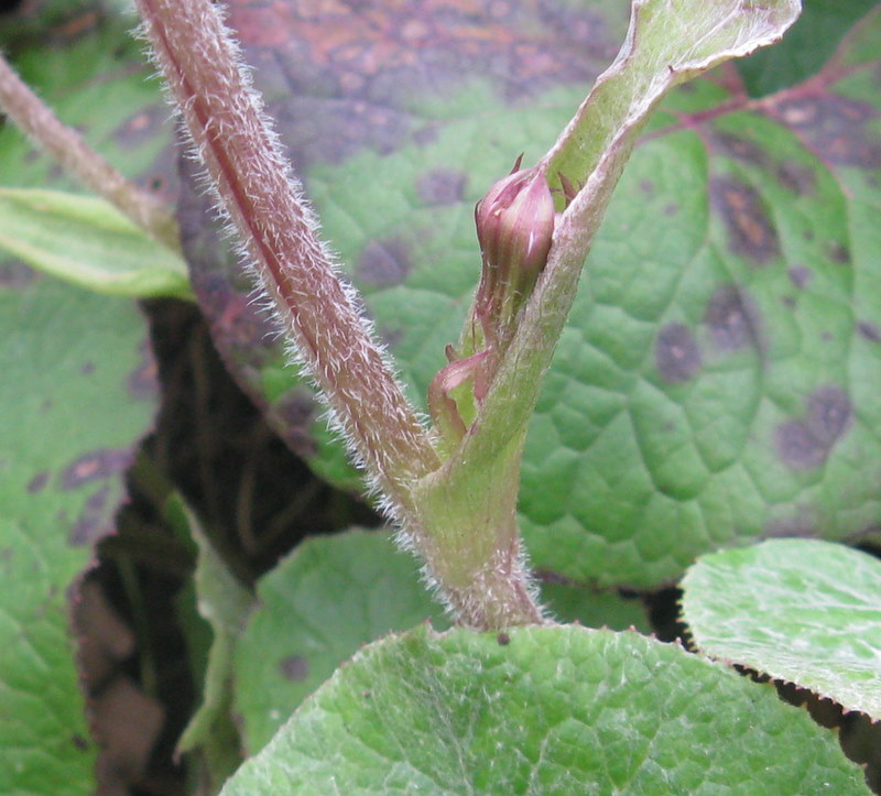 Petasites pyrenaicus (=P.fragrans) / Farfaraccio vaniglione