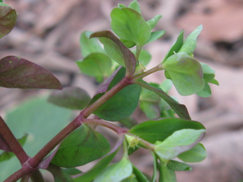 Euphorbia peplus