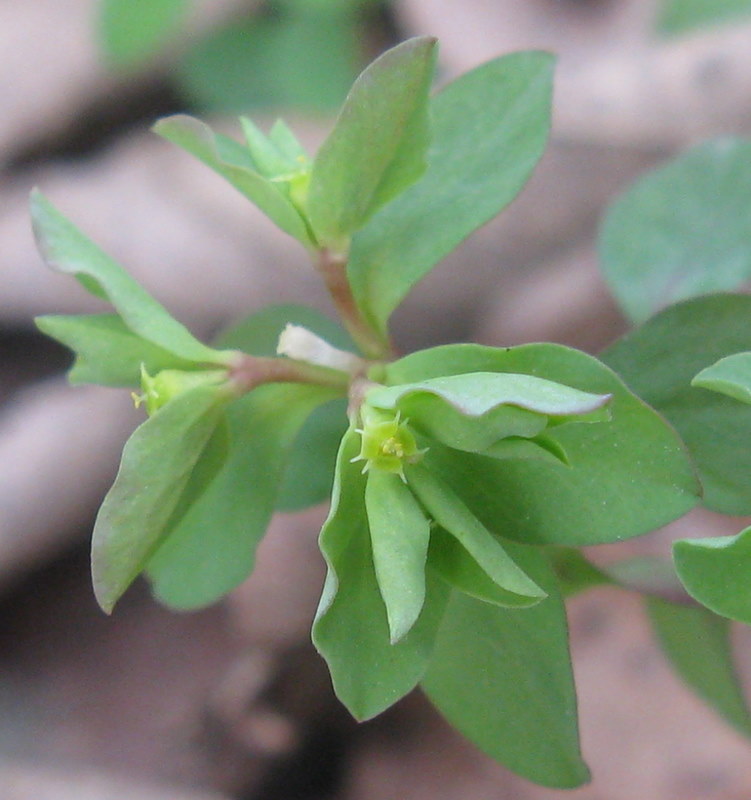 Euphorbia peplus