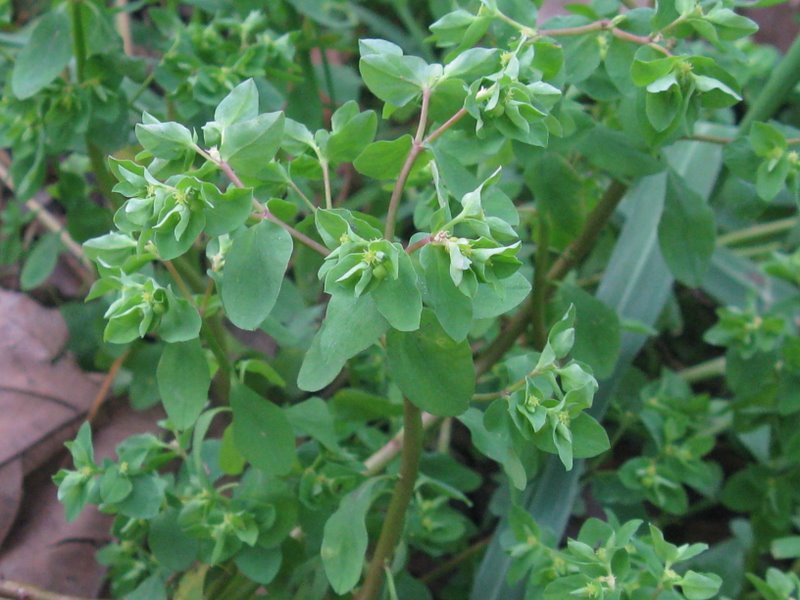 Euphorbia peplus