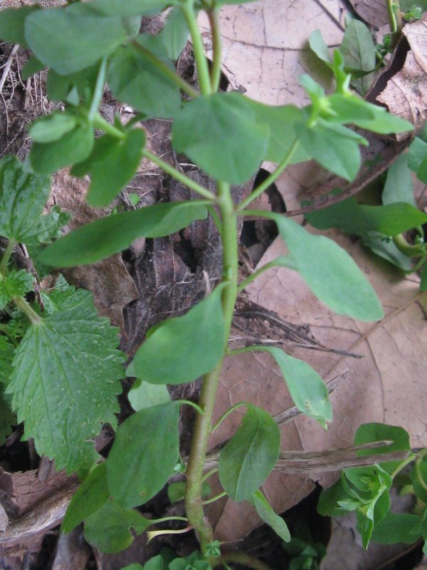 Euphorbia peplus