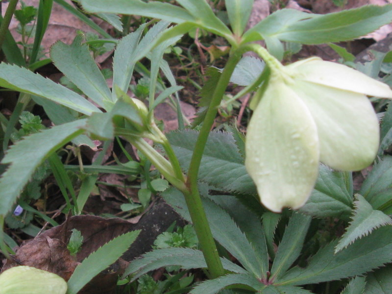 Helleborus viridis s.l.