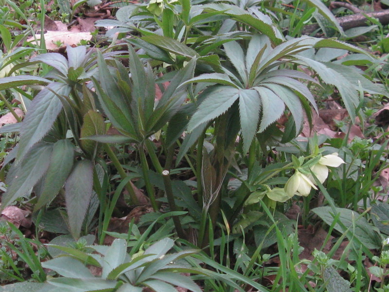 Helleborus viridis s.l.