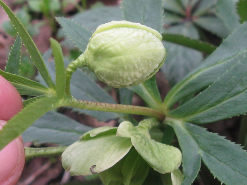 Helleborus viridis s.l.