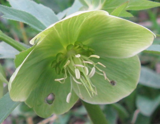 Helleborus viridis s.l.