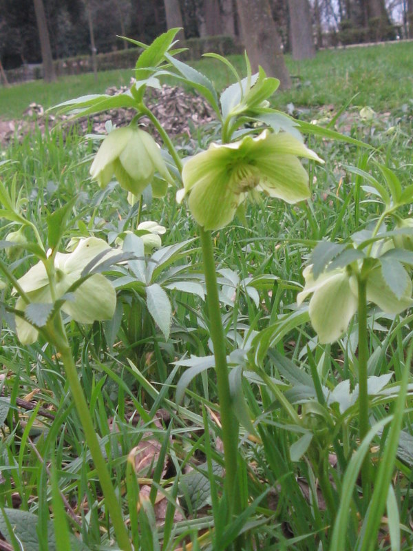 Helleborus viridis s.l.