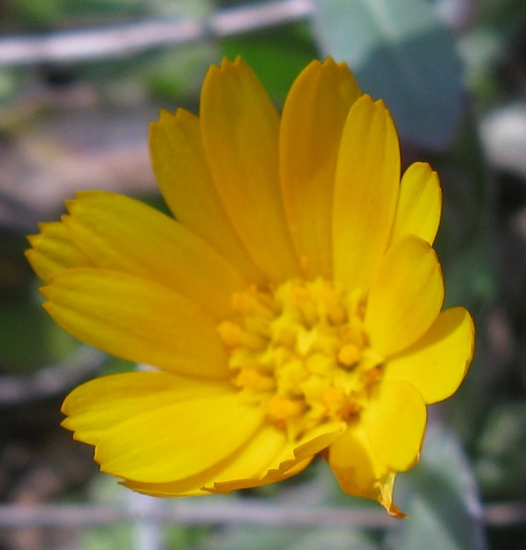 Calendula arvensis