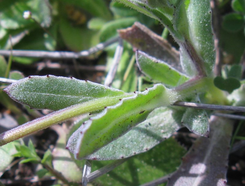 Calendula arvensis