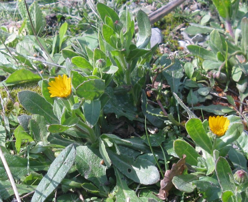 Calendula arvensis