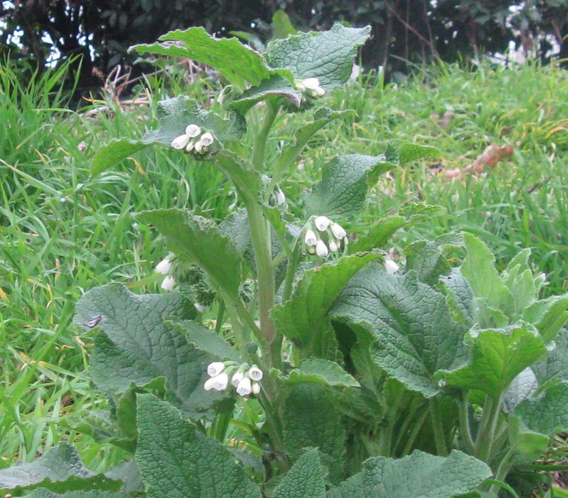 Symphytum officinale