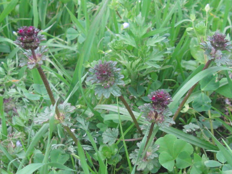 Lamium amplexicaule