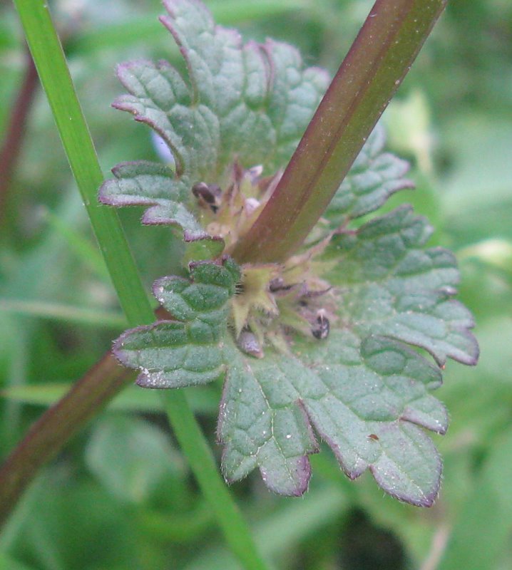 Lamium amplexicaule