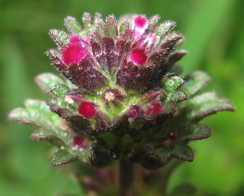 Lamium amplexicaule