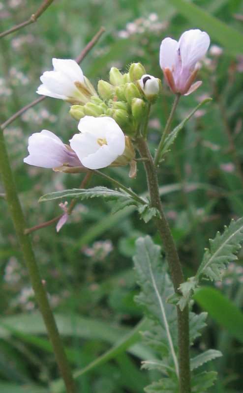 Diplotaxis erucoides