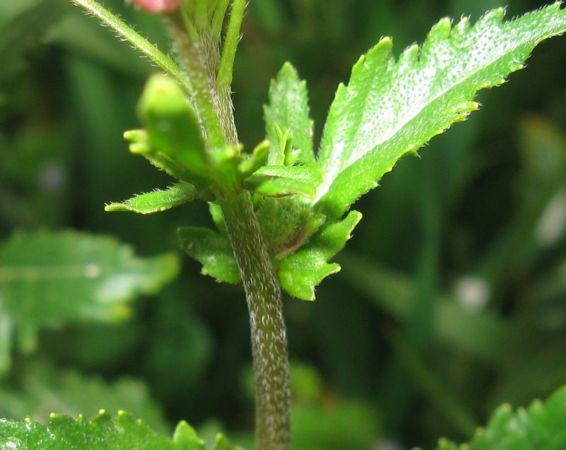 Diplotaxis erucoides