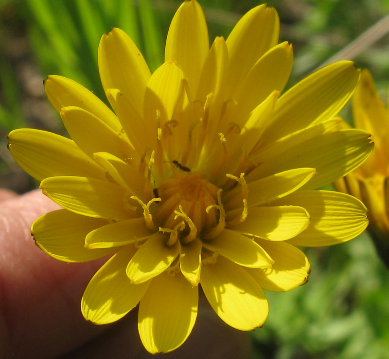 Hyoseris radiata