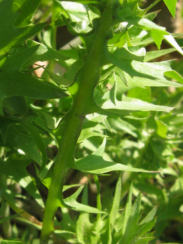 Hyoseris radiata