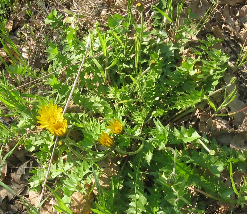 Hyoseris radiata