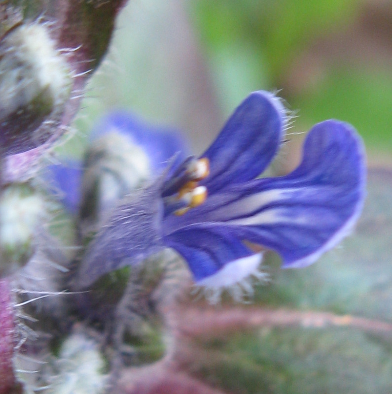 Ajuga reptans