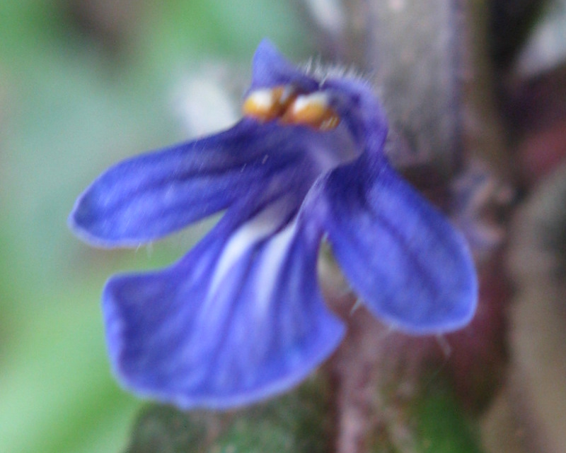 Ajuga reptans