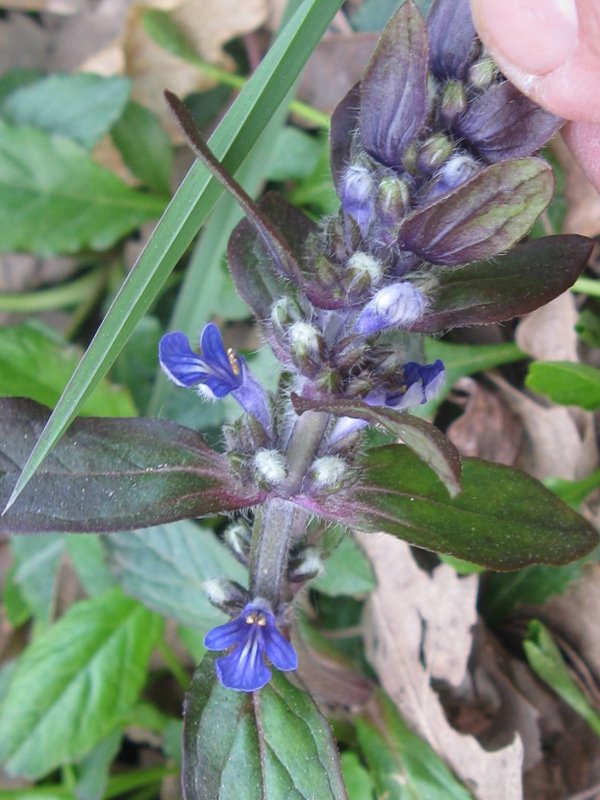 Ajuga reptans