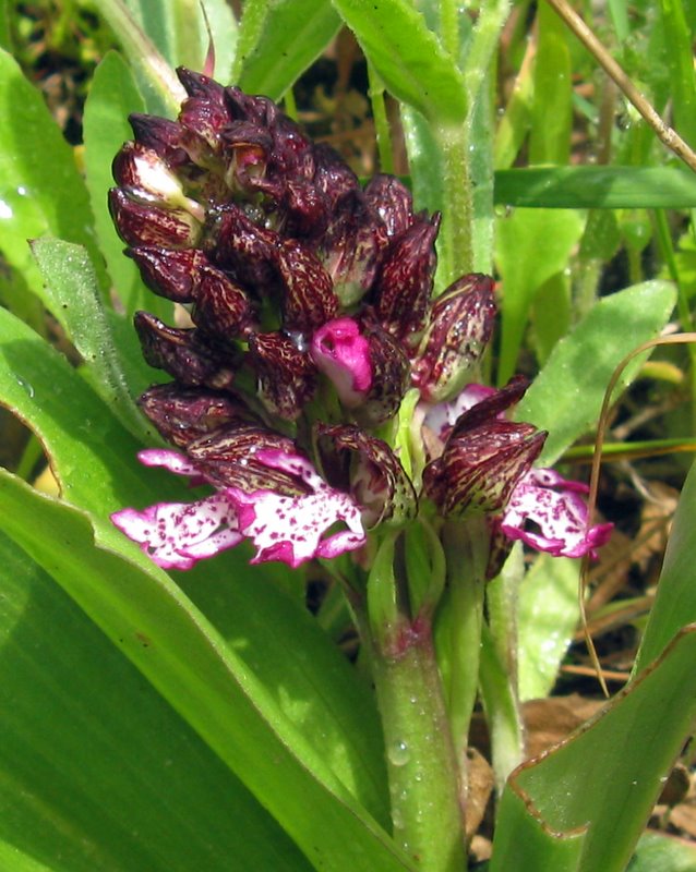 orchidee della Valdichiana Senese 2